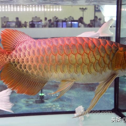 印尼队身价远超国足：多维度对比分析